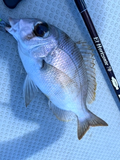 シロダイの釣果