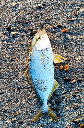 ショゴの釣果