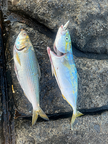 ワカシの釣果