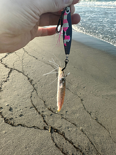 カマスの釣果