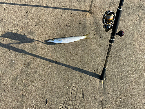 カマスの釣果