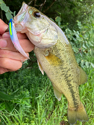 ラージマウスバスの釣果