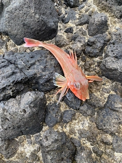 カナガシラの釣果