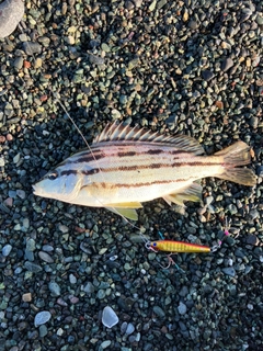 ショゴの釣果