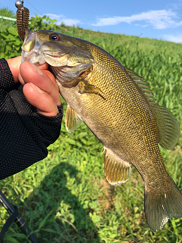 スモールマウスバスの釣果