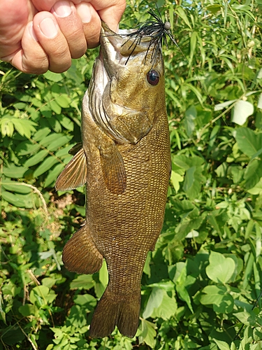 スモールマウスバスの釣果