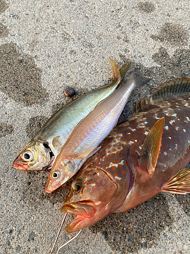 キジハタの釣果