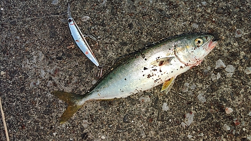 ワカシの釣果