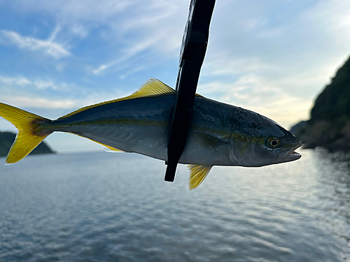 モジャコの釣果