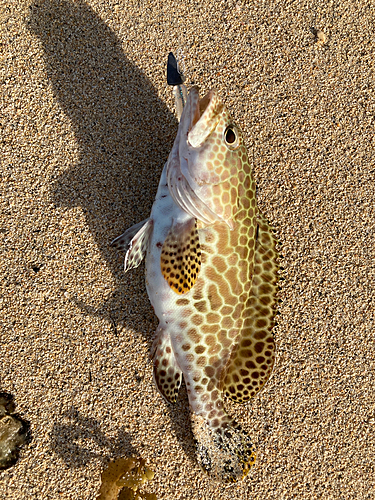 イシミーバイの釣果