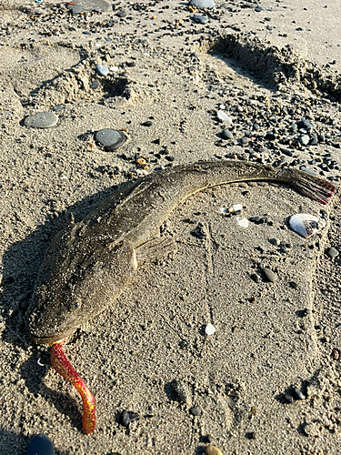 マゴチの釣果