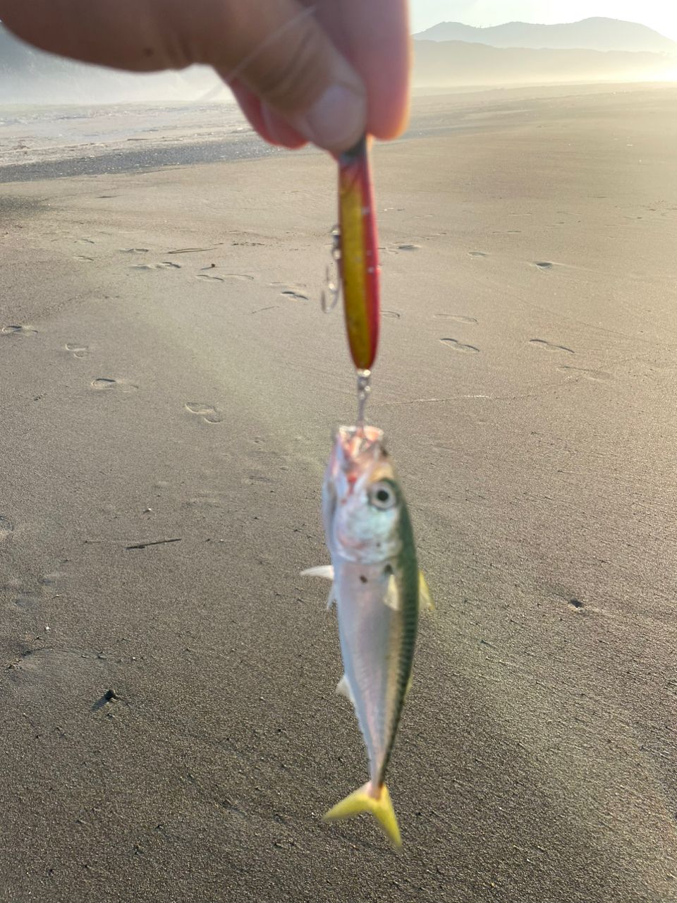 サバ