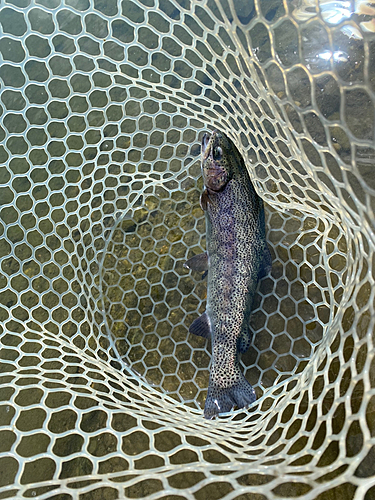 ニジマスの釣果