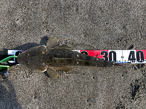 マゴチの釣果