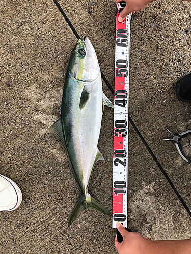 イナダの釣果