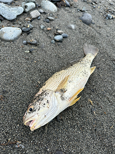 ツバクロエイの釣果