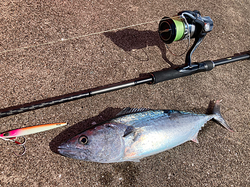 ハガツオの釣果