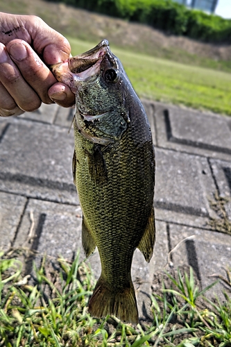 ラージマウスバスの釣果