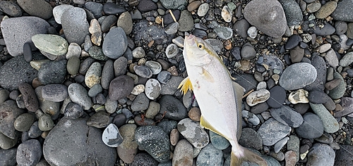 ショゴの釣果