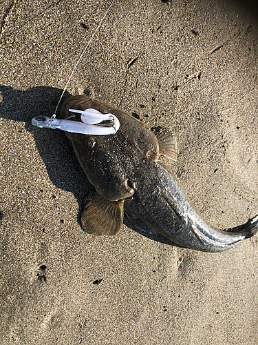 マゴチの釣果