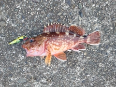 カサゴの釣果