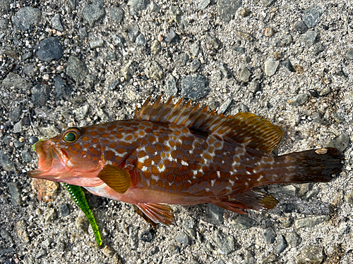 アコウの釣果