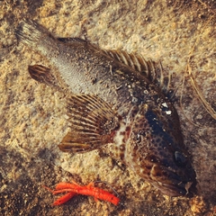 タケノコメバルの釣果