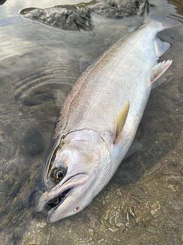 アマゴの釣果