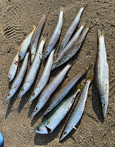 ヤマトカマスの釣果