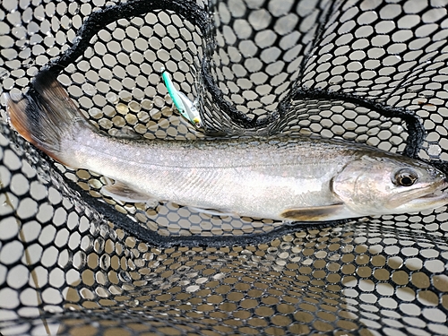 イワナの釣果