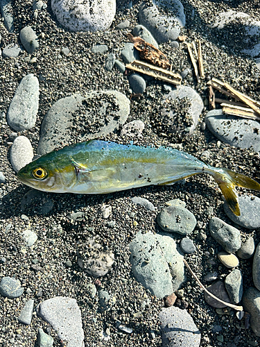 ワカシの釣果