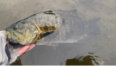 スモールマウスバスの釣果