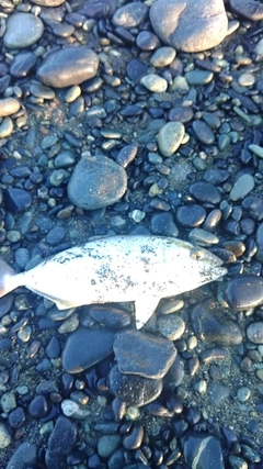 ショゴの釣果