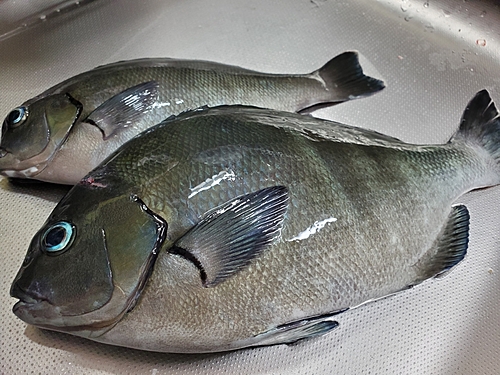 オナガグレの釣果