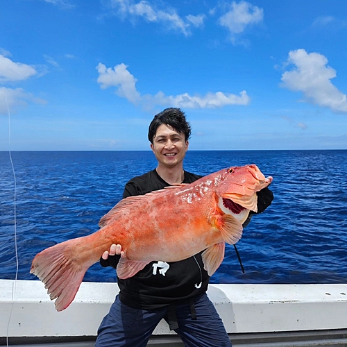 スジアラの釣果