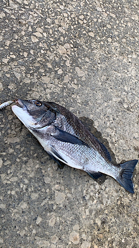 クロダイの釣果