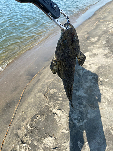 コチの釣果