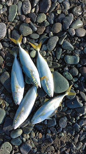 ワカシの釣果