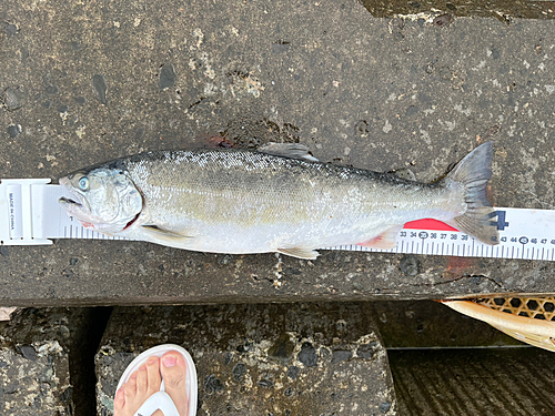 サクラマスの釣果