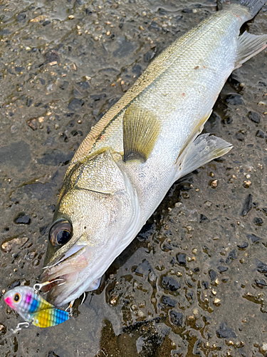 釣果