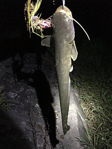 マナマズの釣果