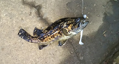 クロソイの釣果