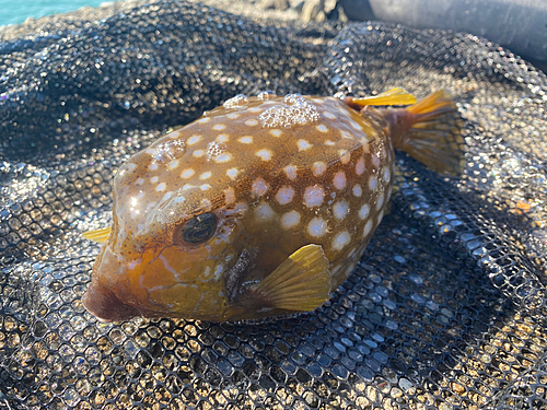 ハコフグの釣果