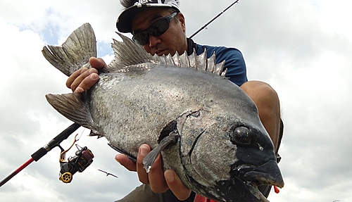 イシダイの釣果