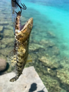 エソの釣果