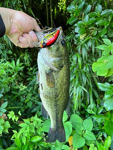 ブラックバスの釣果