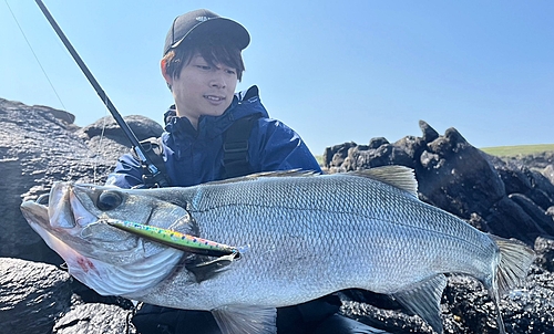 ヒラスズキの釣果