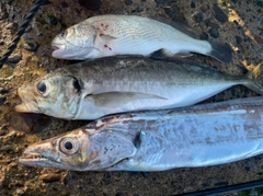 イシモチの釣果