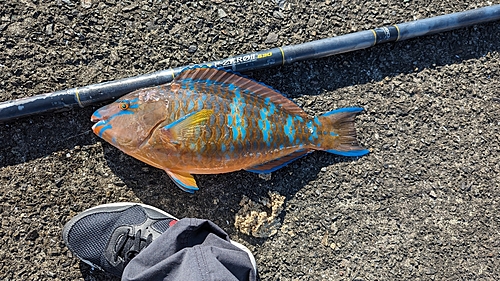 ヒブダイの釣果