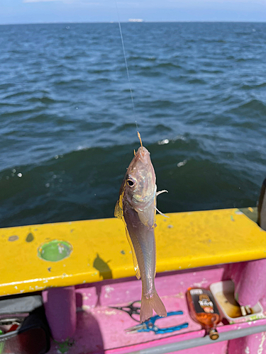 シロギスの釣果